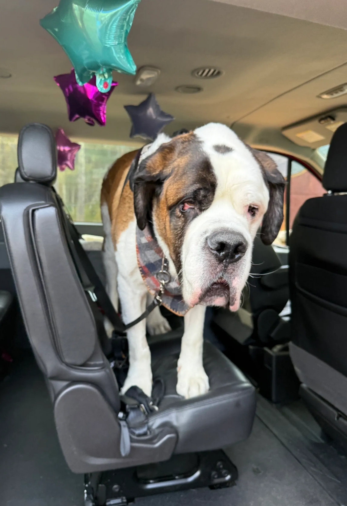 Large dog standing on a car seat, with colorful star balloons in the back seat.