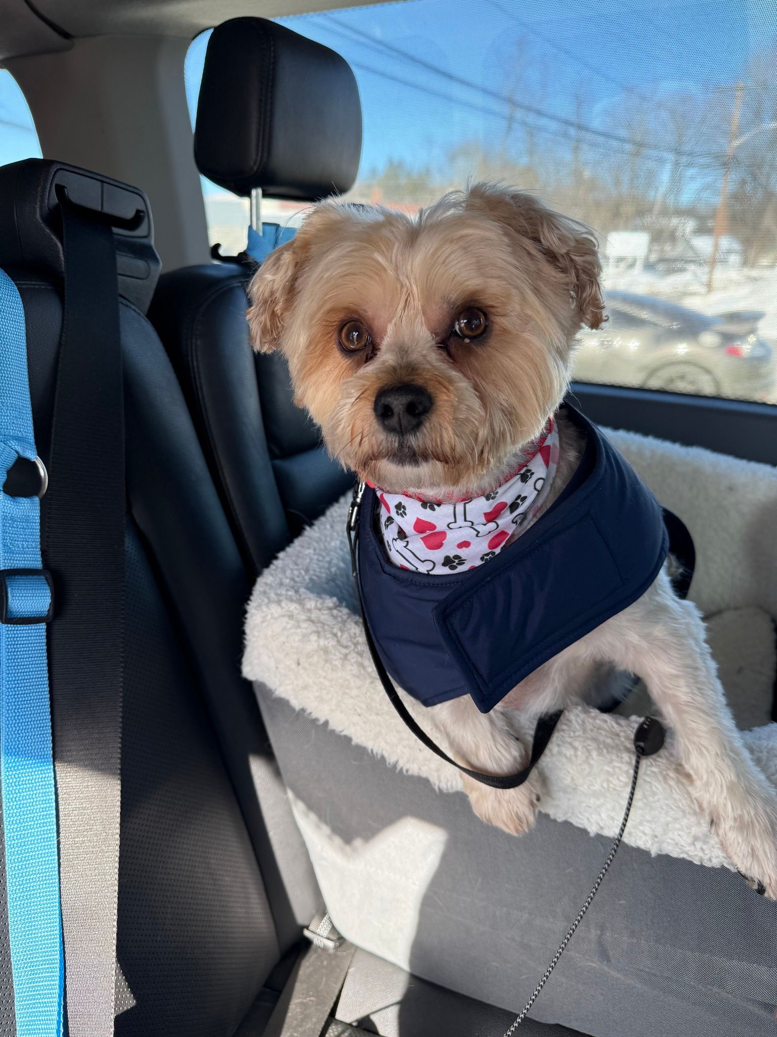 Small dog in a car seat, wearing a navy coat and pink bandana, looking out the window.