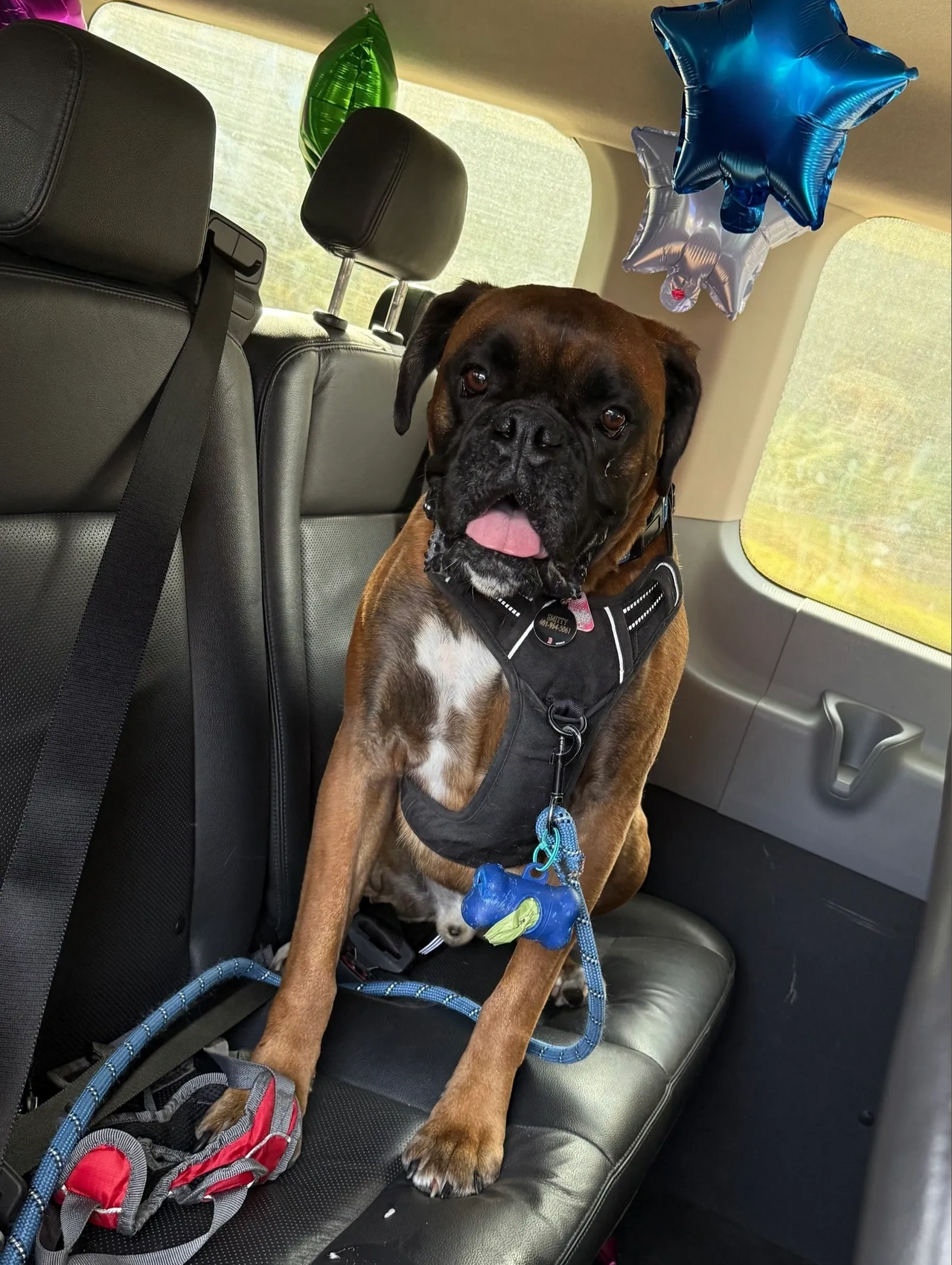 Brown boxer dog sitting in a car seat with blue leash, panting, with star balloons behind it