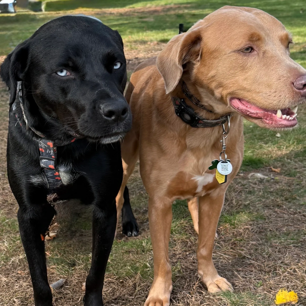 Two dogs standing on grass, one black and one tan, both wearing collars.