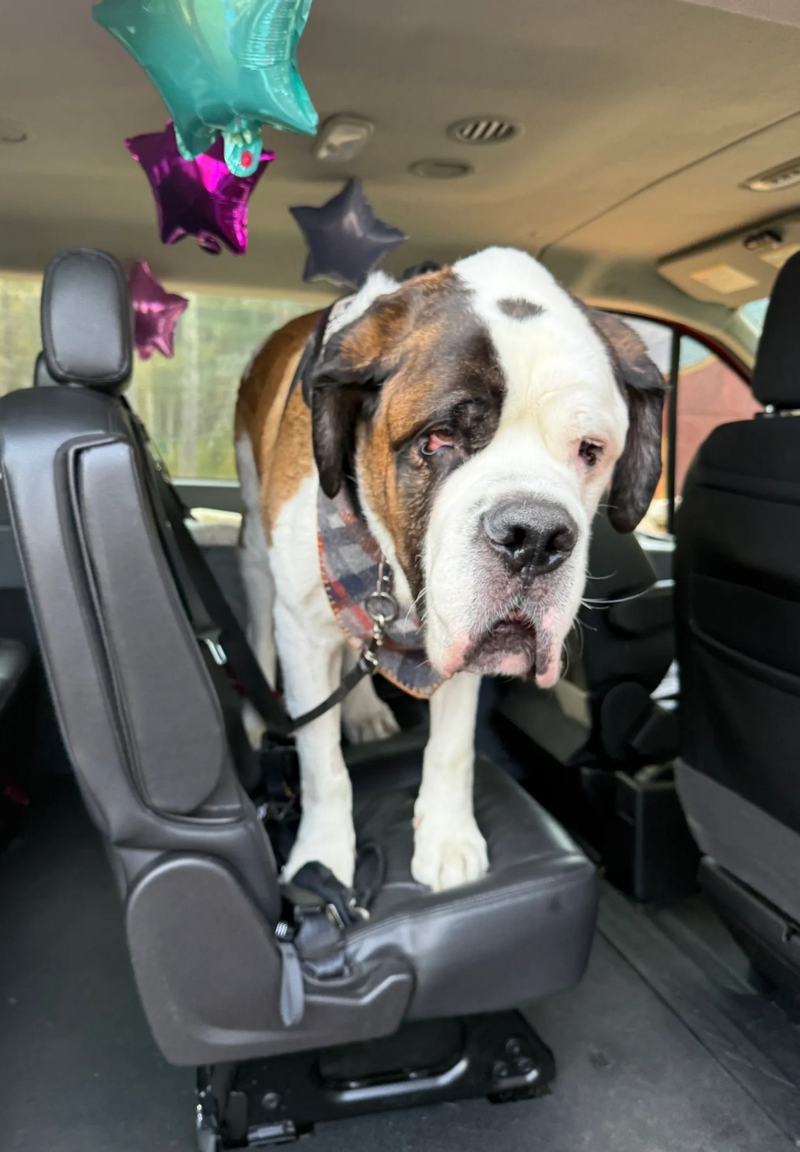 Large brown-and-white dog standing on a vehicle seat inside a car, with balloons in the background.