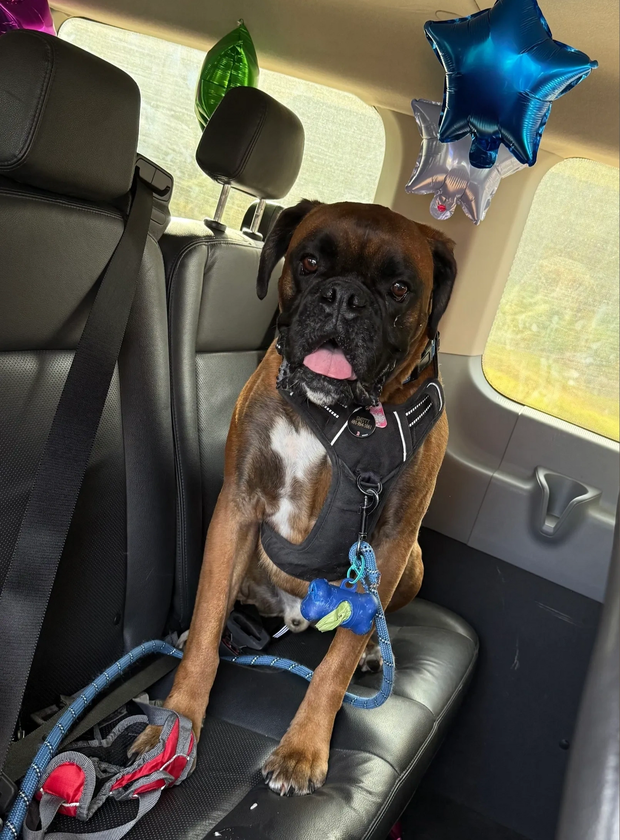 Brown boxer dog sitting in a car back seat with blue star balloons hanging nearby