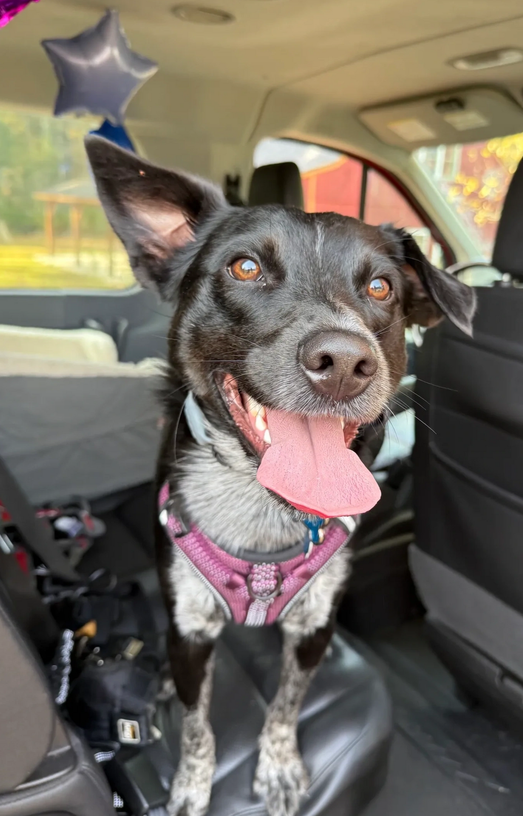 Black-and-white dog with pink harness panting in a car seat, looking at the camera