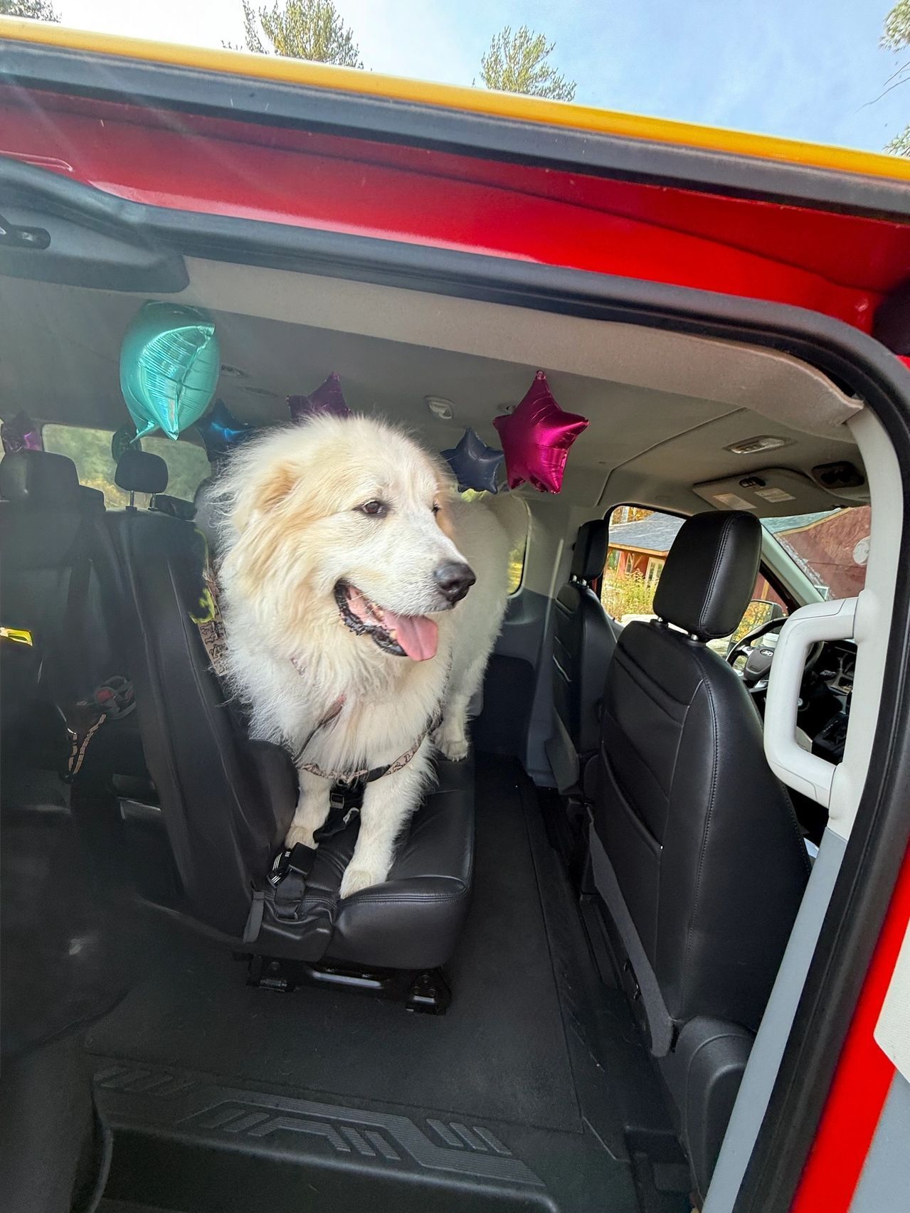 White fluffy dog in the back of a red car, panting with colorful balloons nearby.