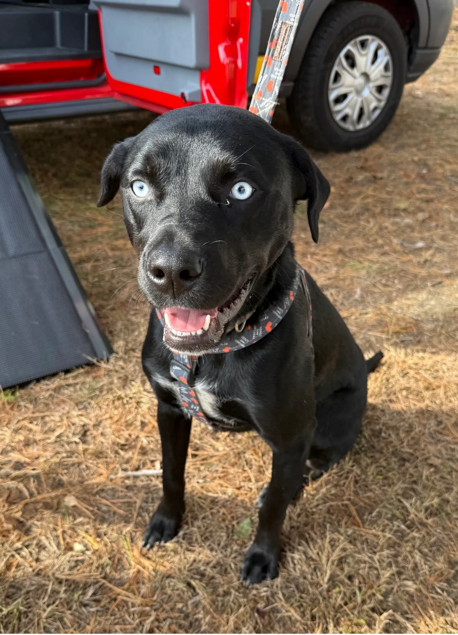 Black dog with one blue eye sitting outdoors beside a red vehicle.