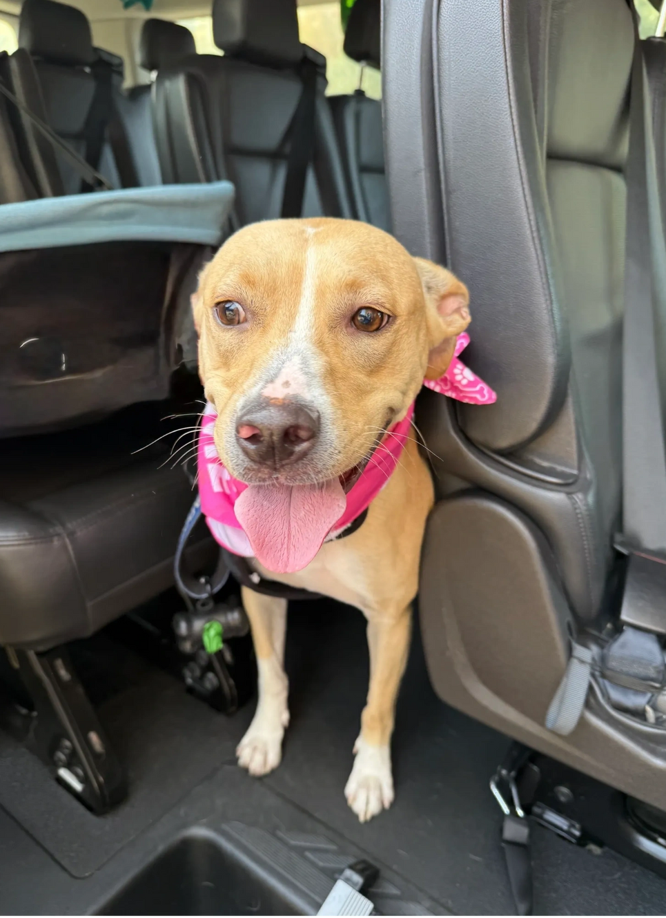 Tan dog wearing a pink bandana sits in a car seat area, looking at the camera.
