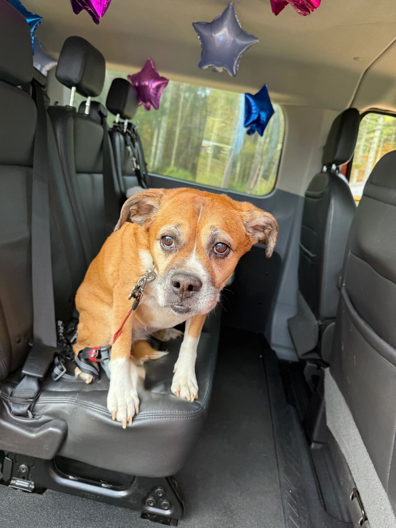 Small dog sitting on a car seat in the back of an SUV, with star balloons overhead.