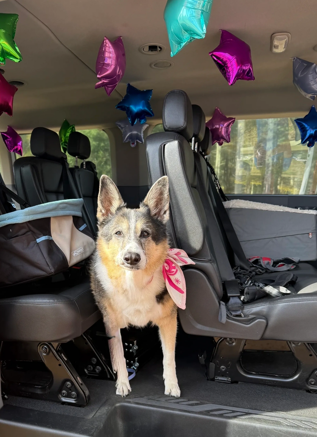 Dog standing inside a van decorated with colorful star balloons