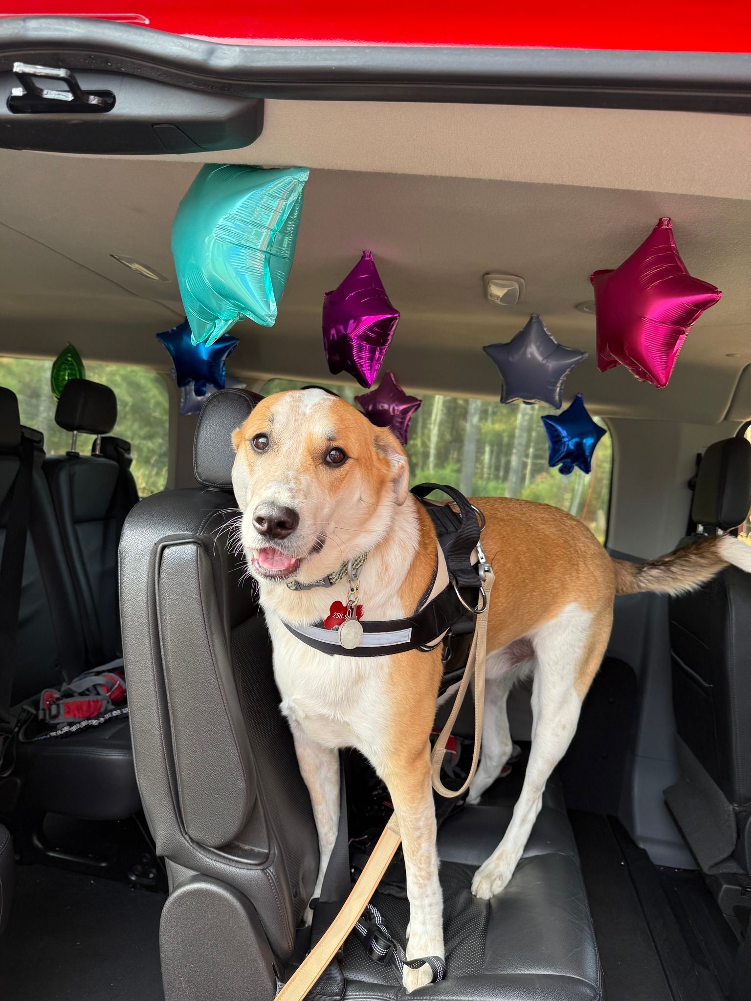 Dog sitting in a car seat with colorful star balloons behind it
