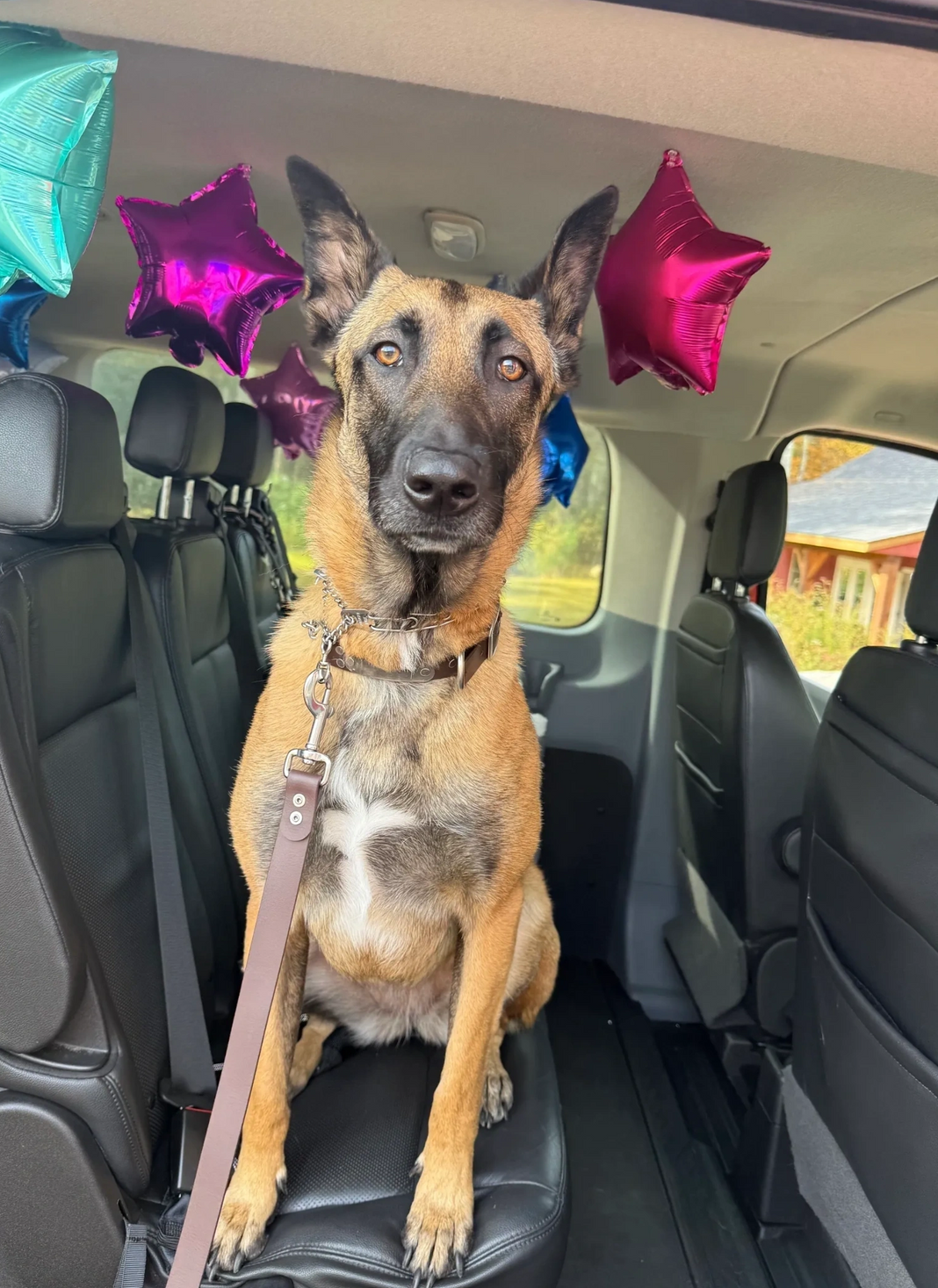 Dog sitting in a car seat with pink star balloons in the back seat.