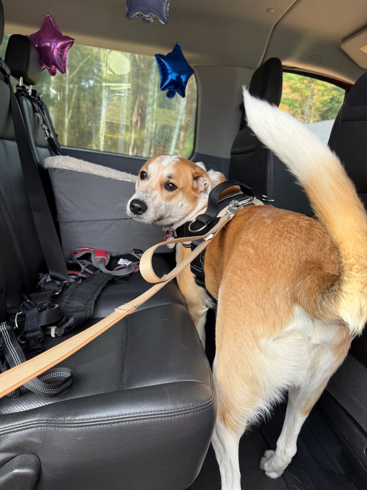 Small tan-and-white dog in a harness standing in a car back seat, looking back at the camera.