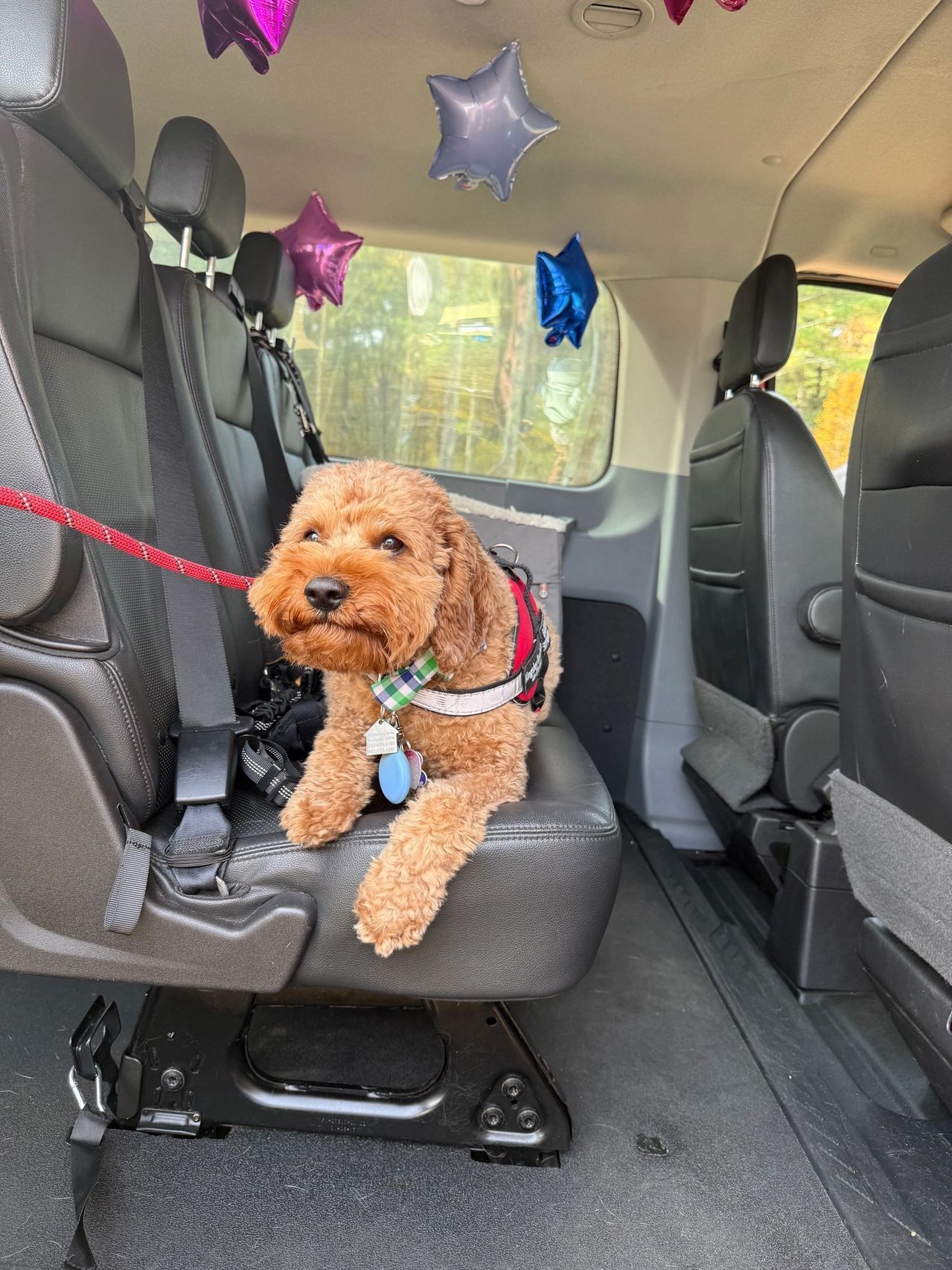 Small curly brown dog in a car seat with balloons hanging inside a vehicle