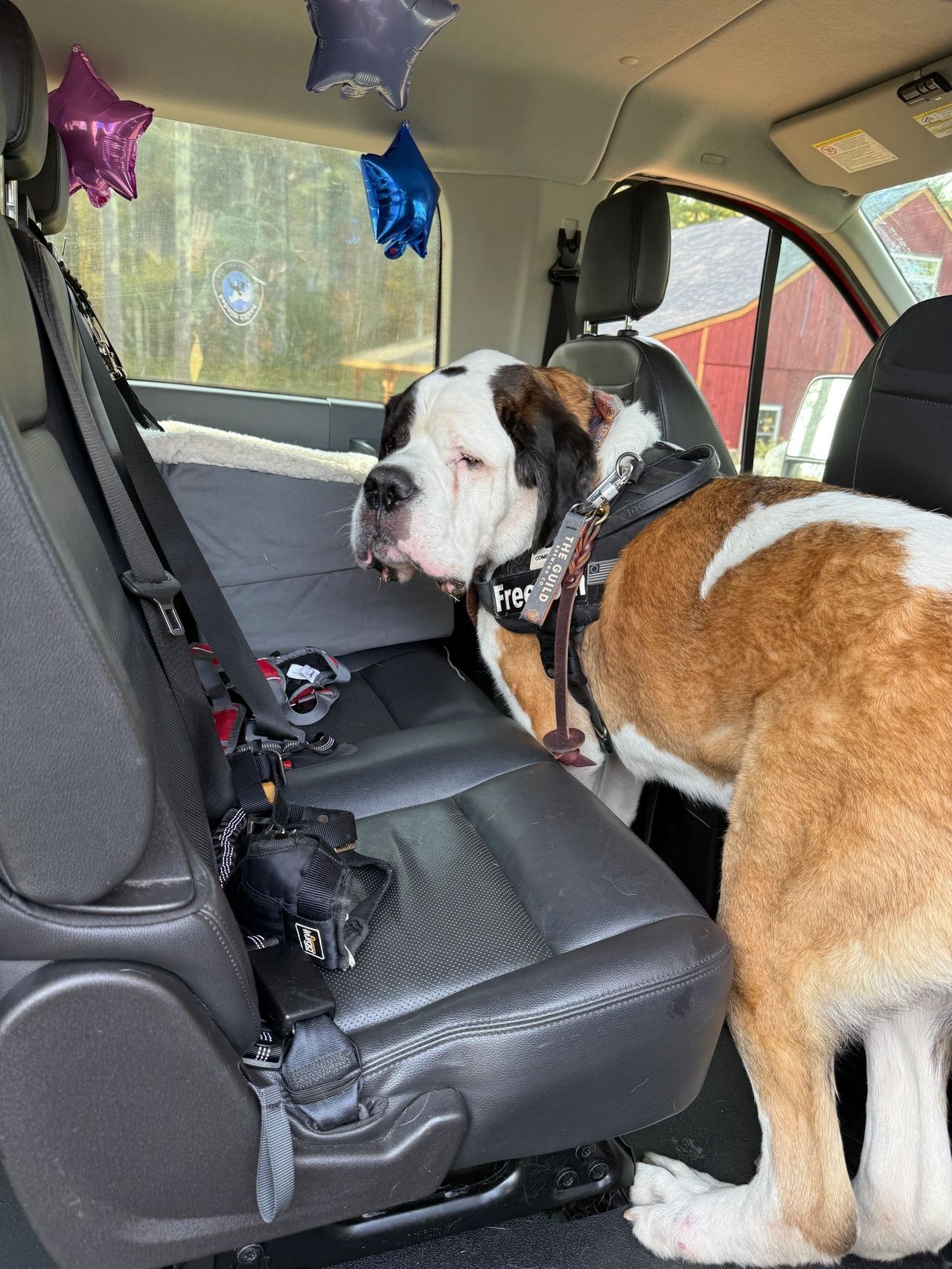 Large white-and-brown dog sitting in a car back seat, looking toward the camera with star decorations behind it.