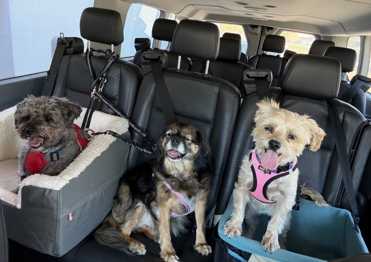 Three dogs in car seats inside a van, wearing harnesses and sitting side by side.