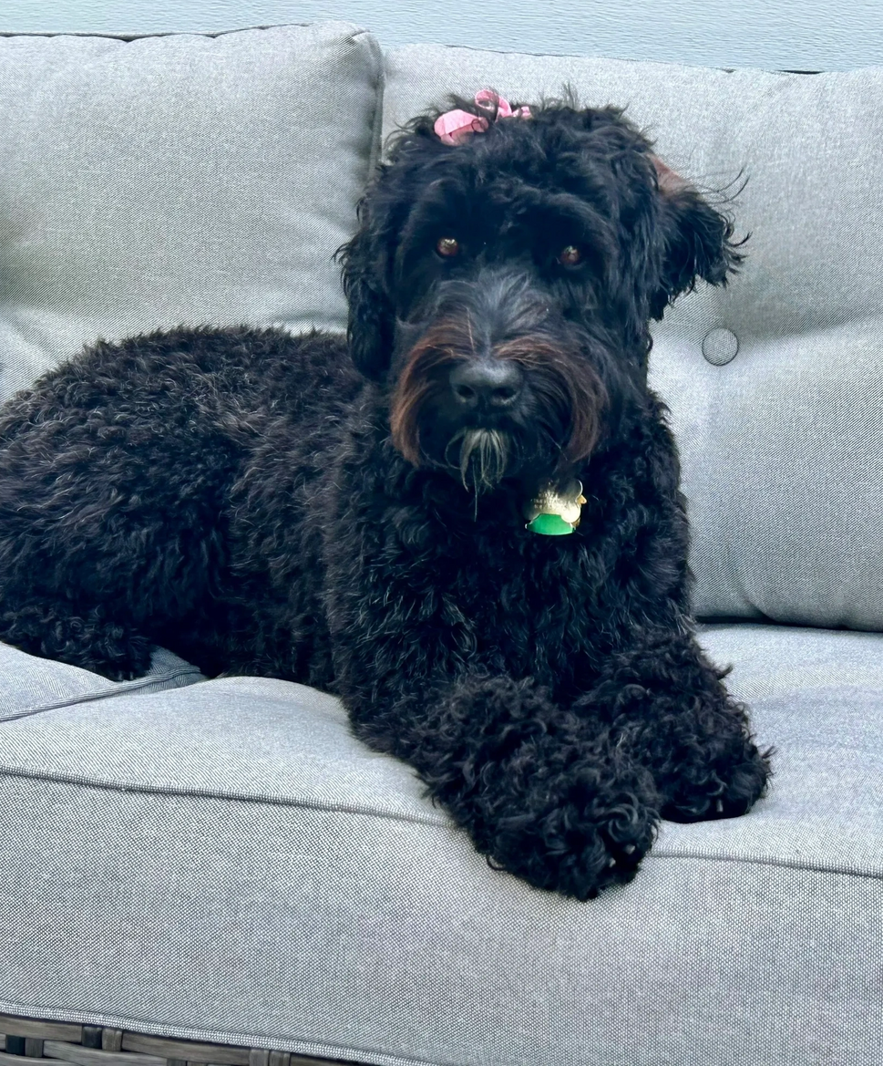 Black curly-haired dog with a pink bow lies on a gray couch and looks at the camera