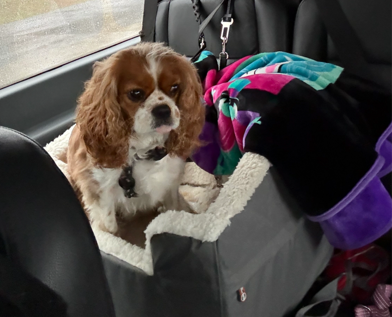 Small brown-and-white dog sitting in a car seat carrier with a blanket and purple jacket nearby.