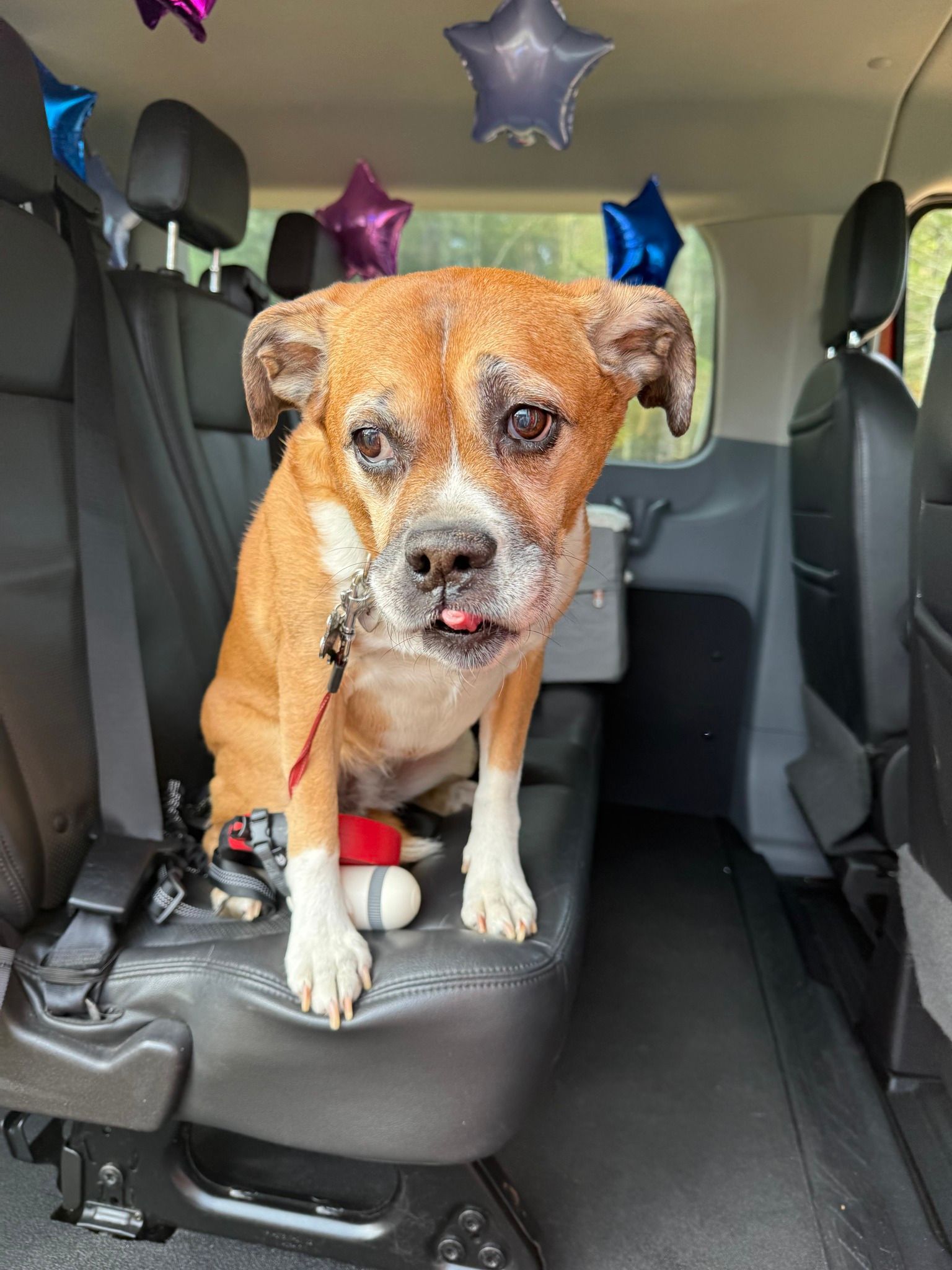 Brown-and-white dog standing on a car seat, wearing a harness, with star balloons in the backseat.