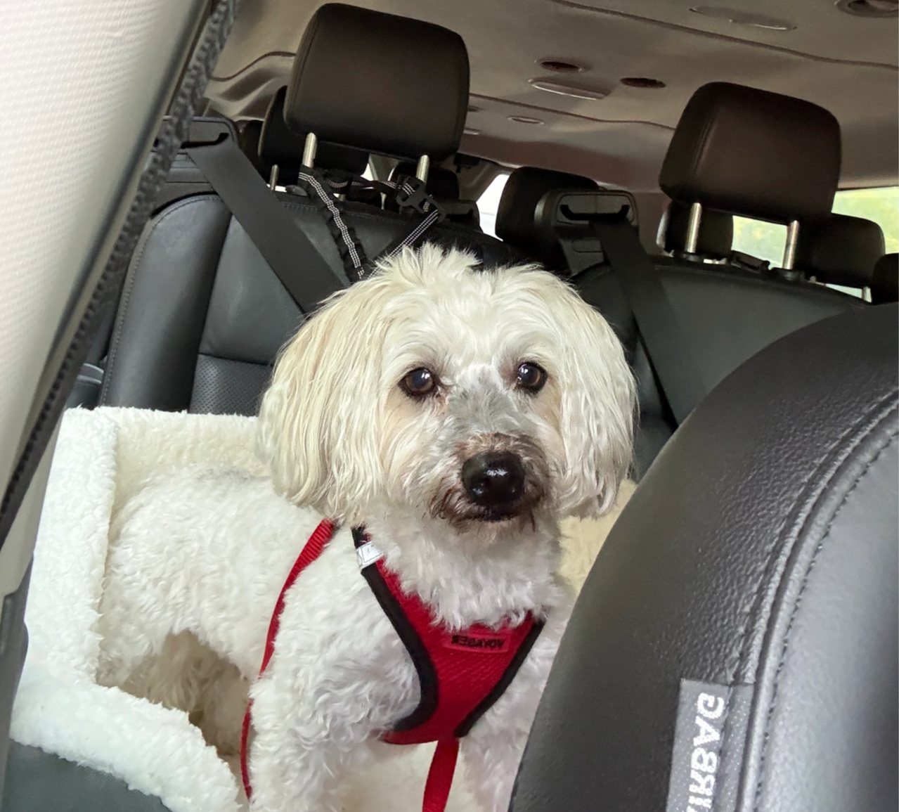 Small white dog in a red harness sitting in a car seat, looking at the camera.