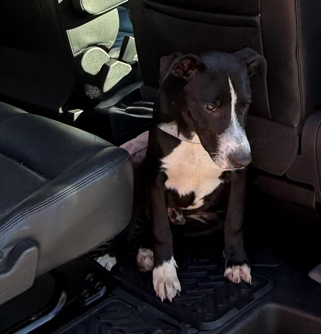 Black and white dog sitting on a car floor mat, looking down in the back seat area.
