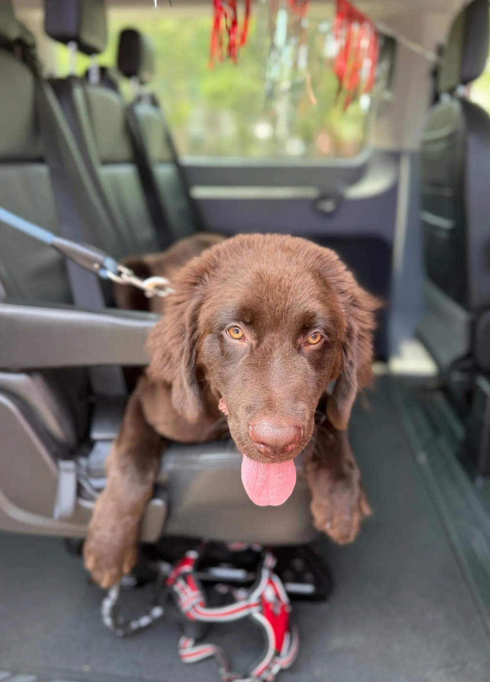 Brown dog with tongue out sitting in a car back seat, wearing a leash and harness