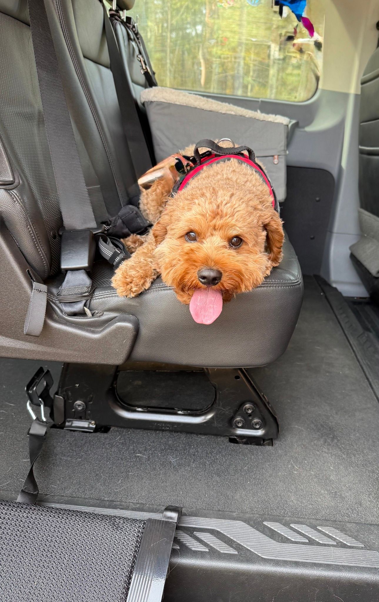 Small brown dog with a pink harness peeking over a car seat, tongue out.
