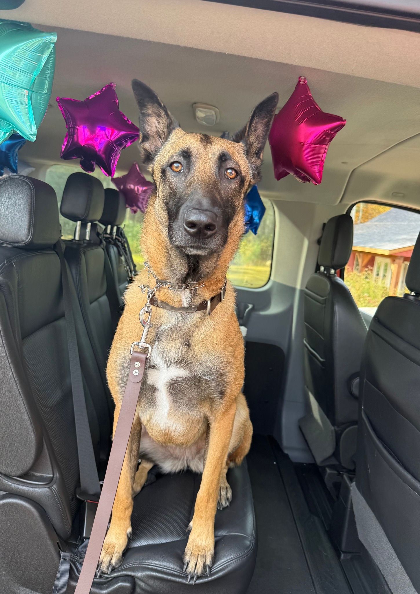 Dog sitting on a car seat with pink star balloons in the back seat