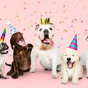Four dogs in colorful party hats pose against a pink confetti background, one wearing a gold crown.