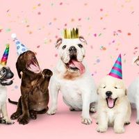 Four dogs in colorful party hats pose against a pink confetti background, one wearing a gold crown.