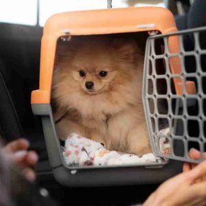 Small fluffy tan dog resting in an orange pet carrier inside a car