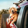 Golden retriever leaning out of a red car window with a happy expression