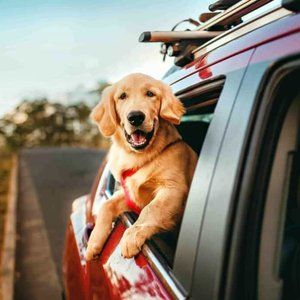 Golden retriever leaning out of a red car window with a happy expression