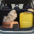 Small fluffy dog sitting in a car trunk beside a yellow suitcase and straw hat