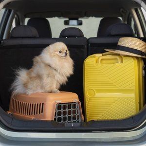Small fluffy dog sitting in a car trunk beside a yellow suitcase and straw hat