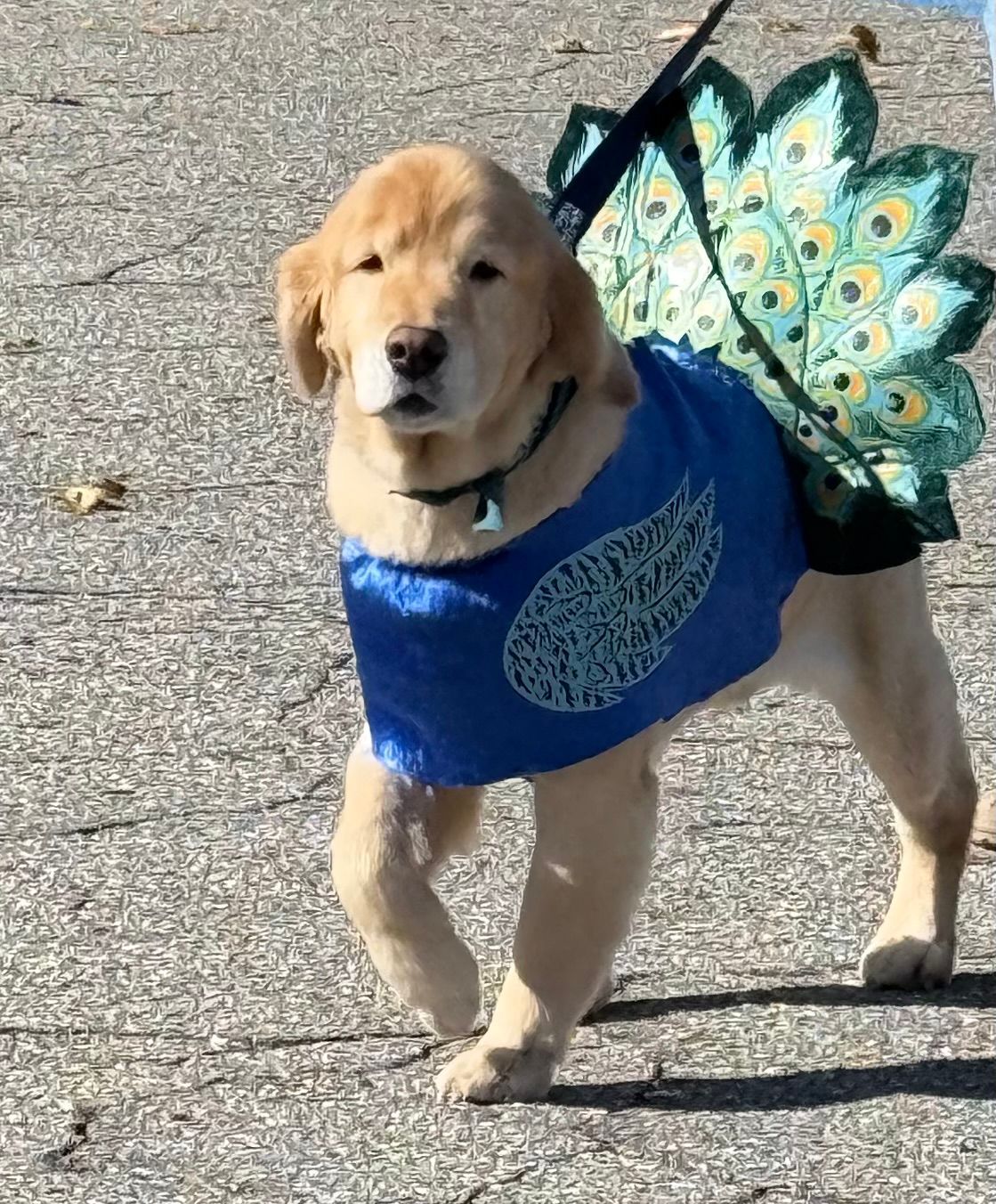 Golden retriever in a blue costume with peacock wings walking on pavement.