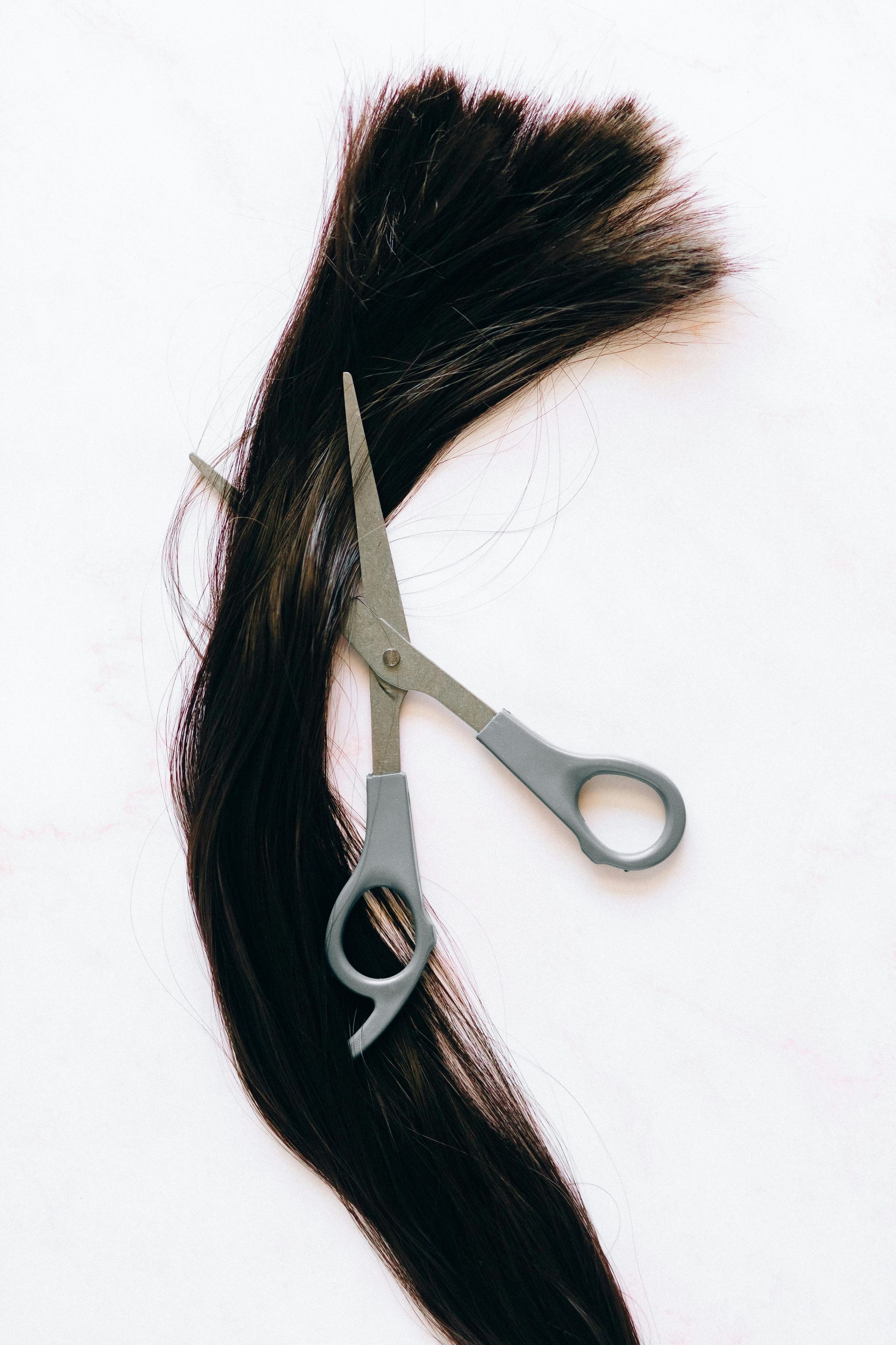 A pair of hair-cutting shears resting atop a thick, long strand of dark brown hair against a white background.