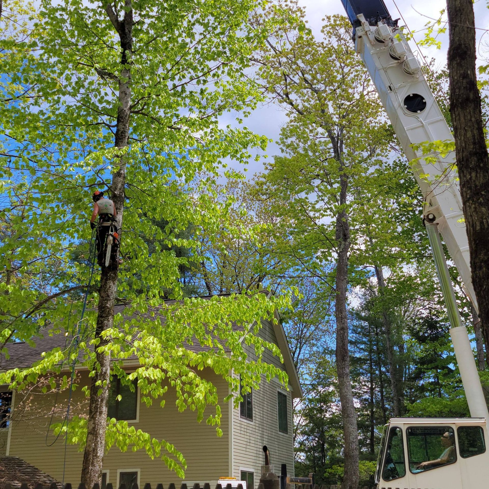 A crane is cutting a tree in front of a house.