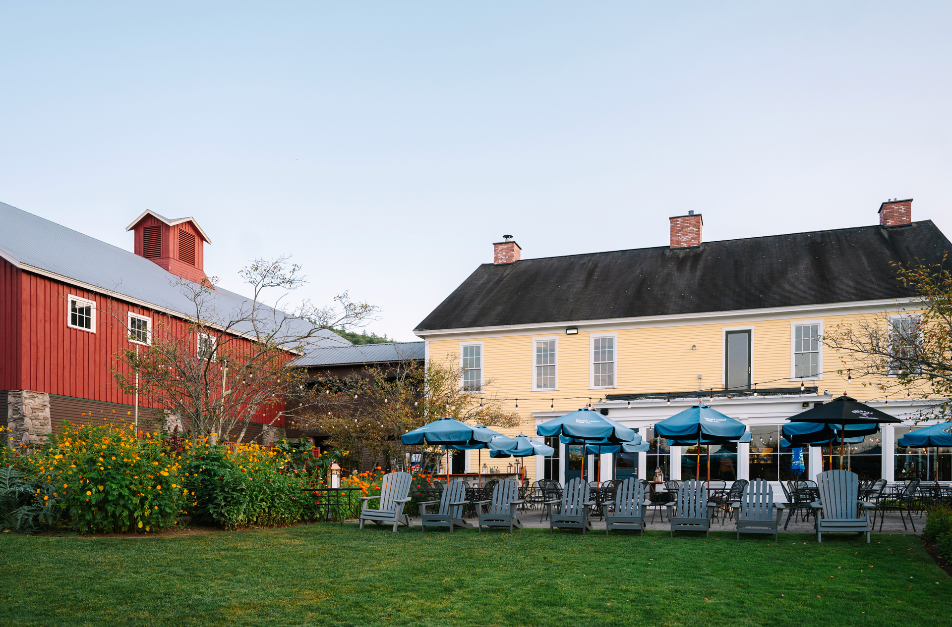 Red barn and yellow building with blue umbrellas and chairs on a grassy lawn.