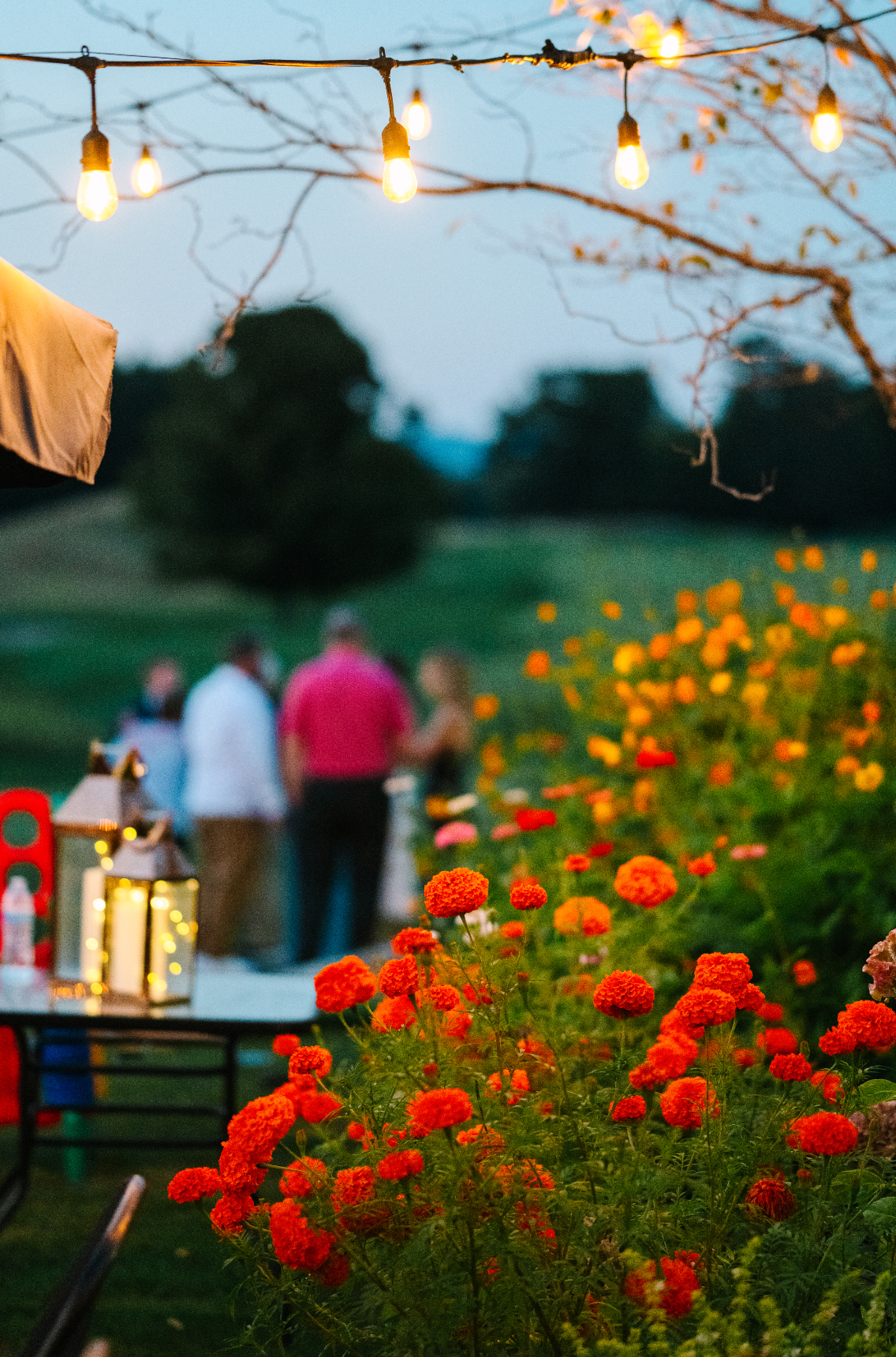 Outdoor evening gathering with string lights, red flowers in the foreground, and blurred figures of people conversing.