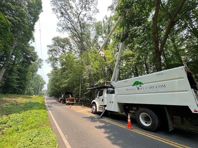 Home | Tree Removal | Service Tree Care, Inc
