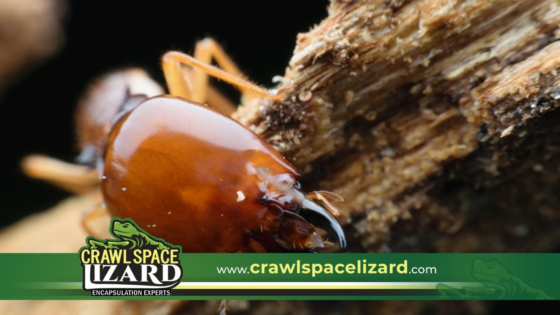 Termite Damage Repair in Roswell, GA