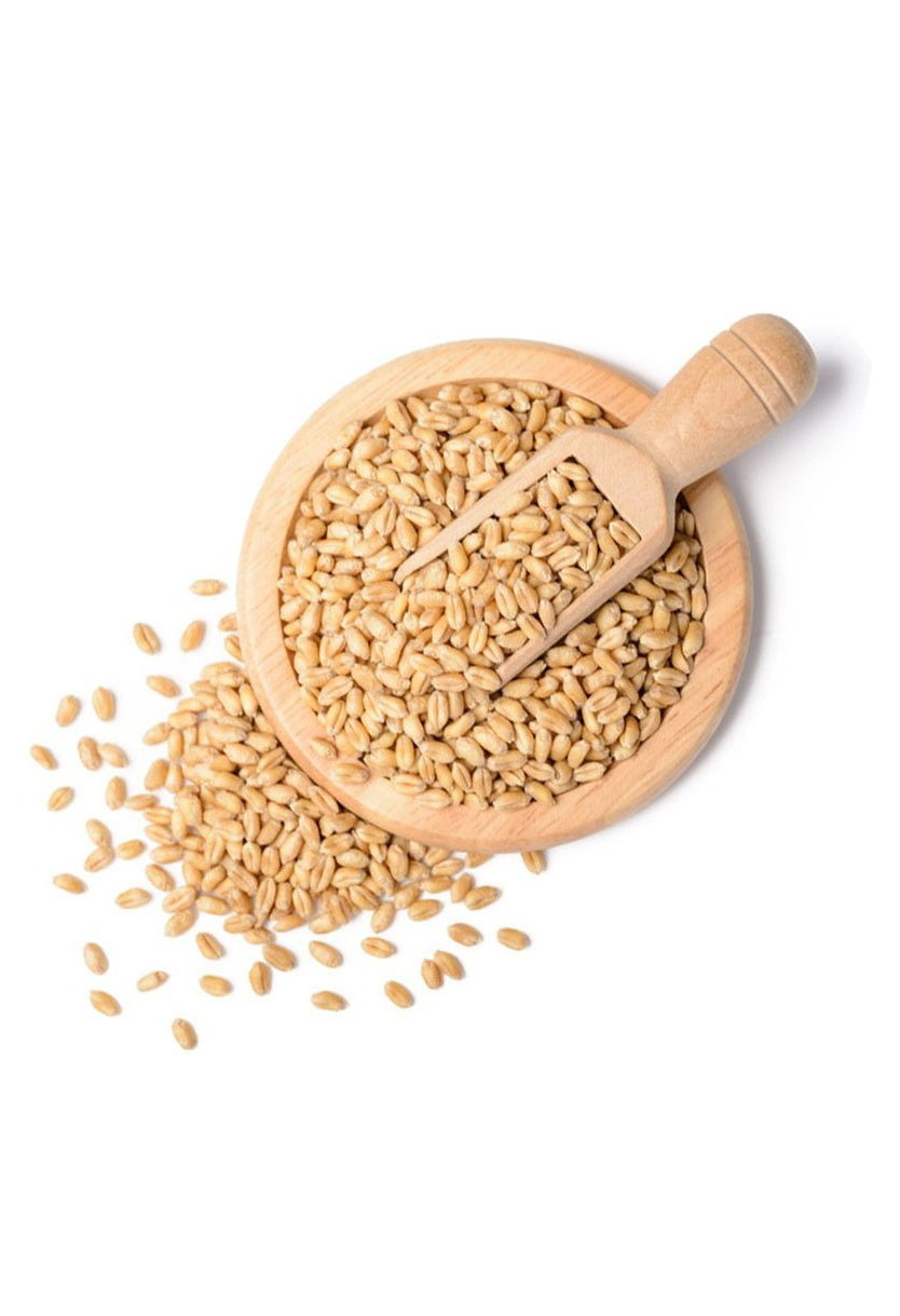 Wheat Seeds