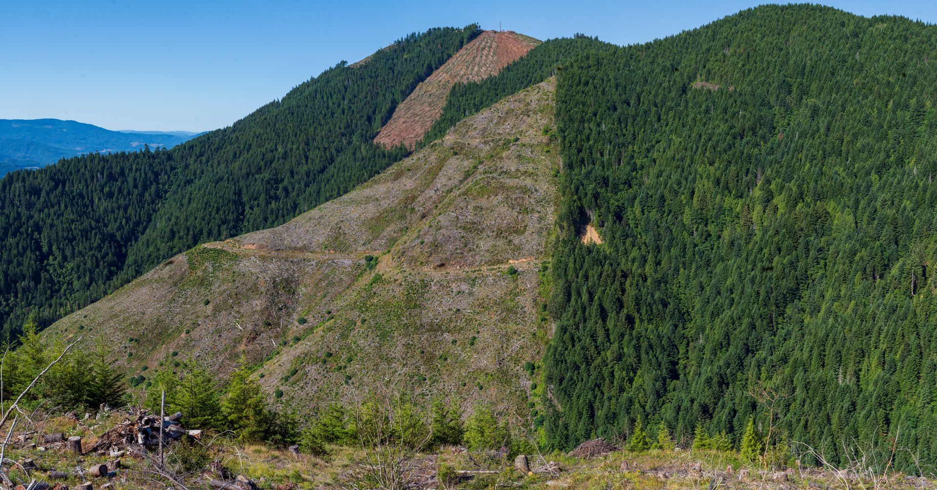 Clear-cut diagonal section in a green forested hillside, viewed from across a valley.