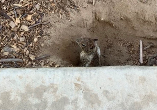 Ground Squirrel Looks Out Of The Hole - Merced, CA - Gecko Pest & Landscape Management Ground Squirrel Looks Out Of The Hole - Merced, CA - Gecko Pest & Landscape Management