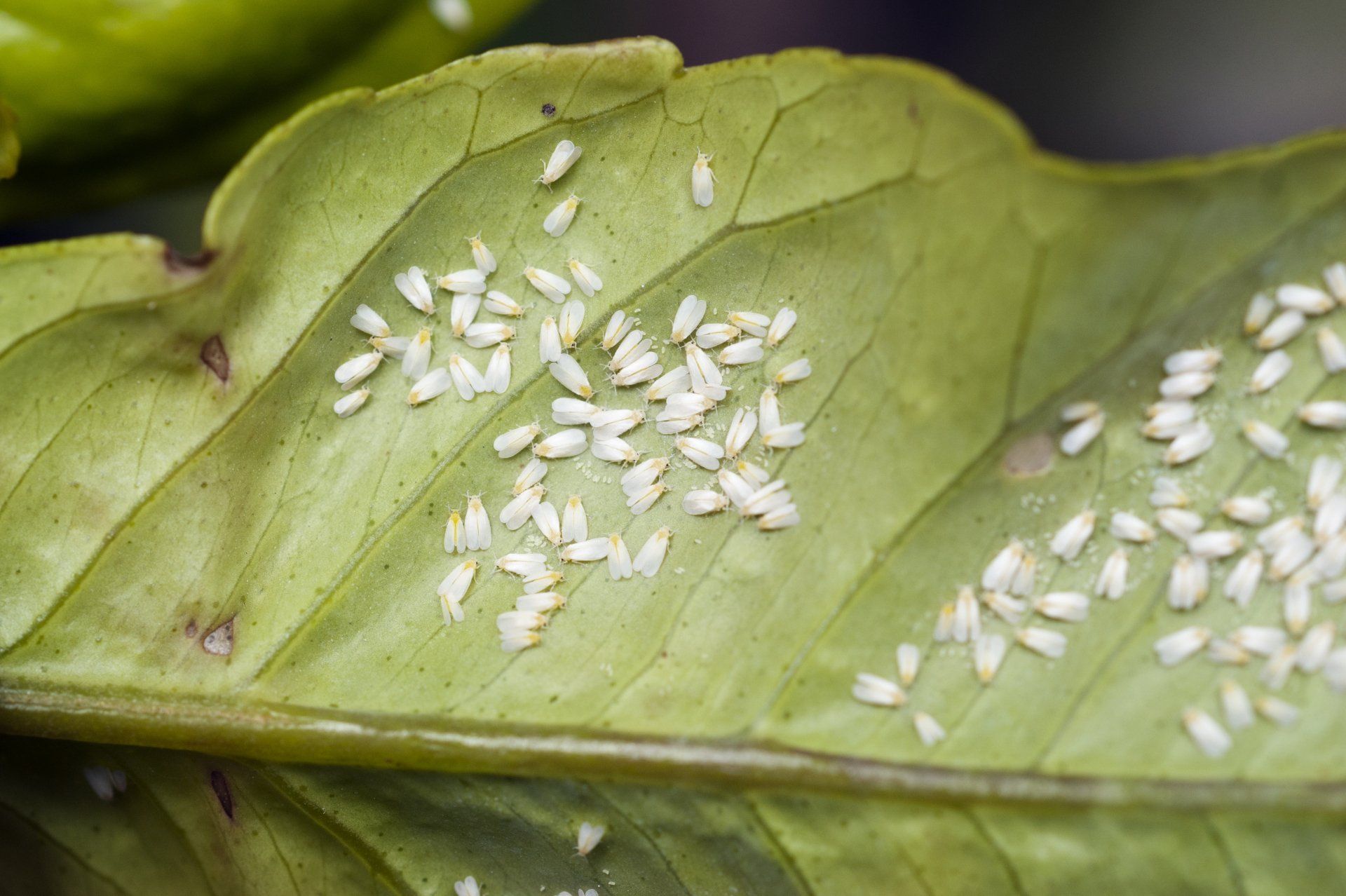 Whiteflies On The Leaf - Merced, CA - Gecko Pest & Landscape Management