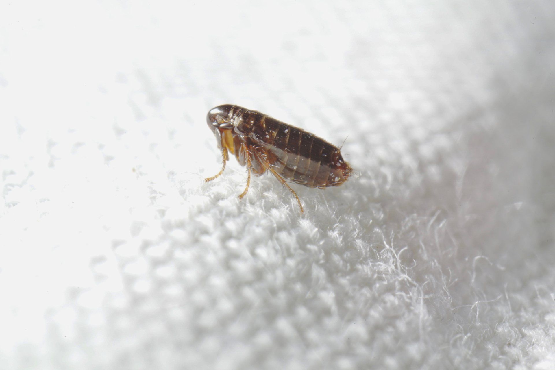 Macro Close Up Of Flea - Merced, CA - Gecko Pest & Landscape Management