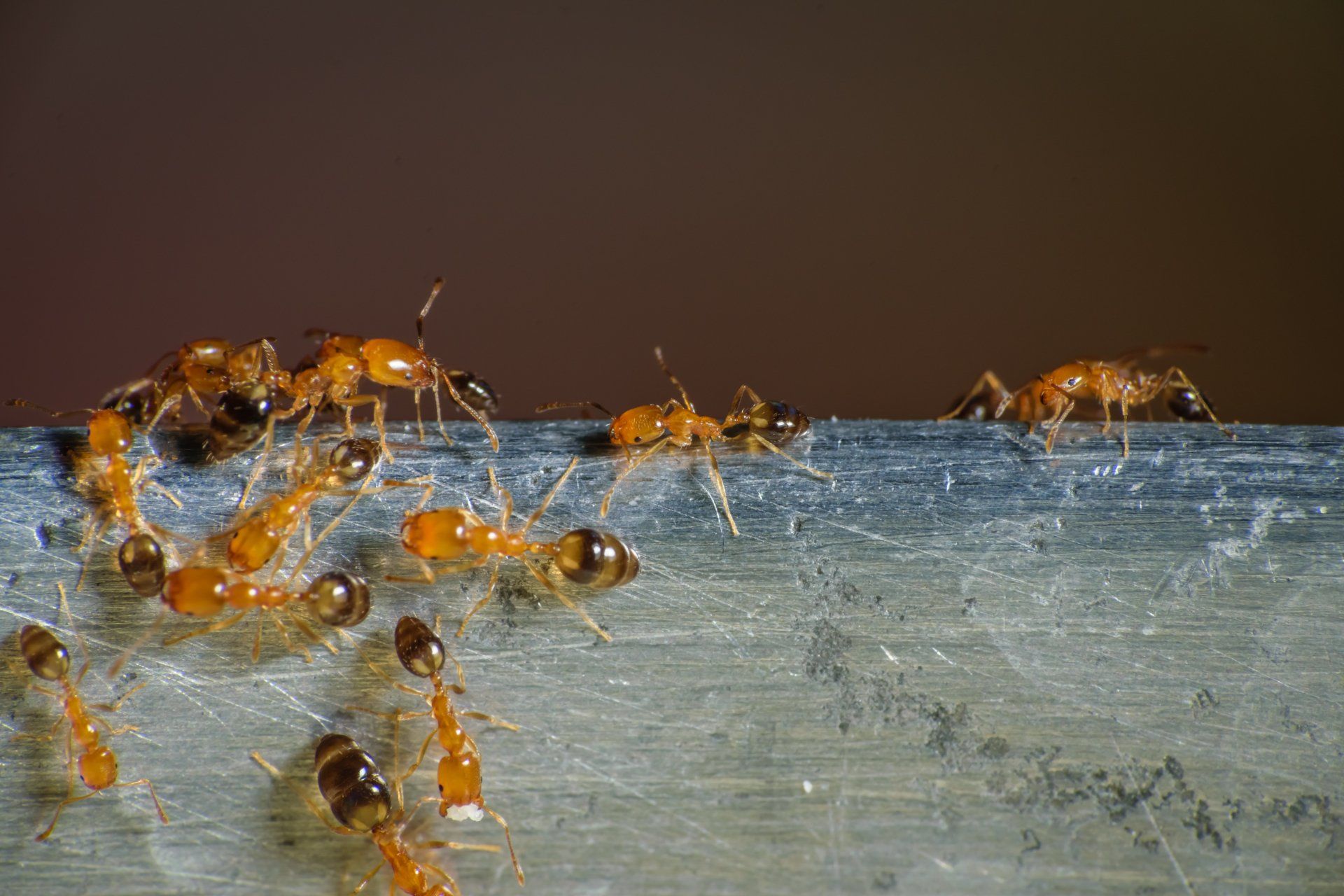 Group Of Ants Roaming Around - Merced, CA - Gecko Pest & Landscape Management