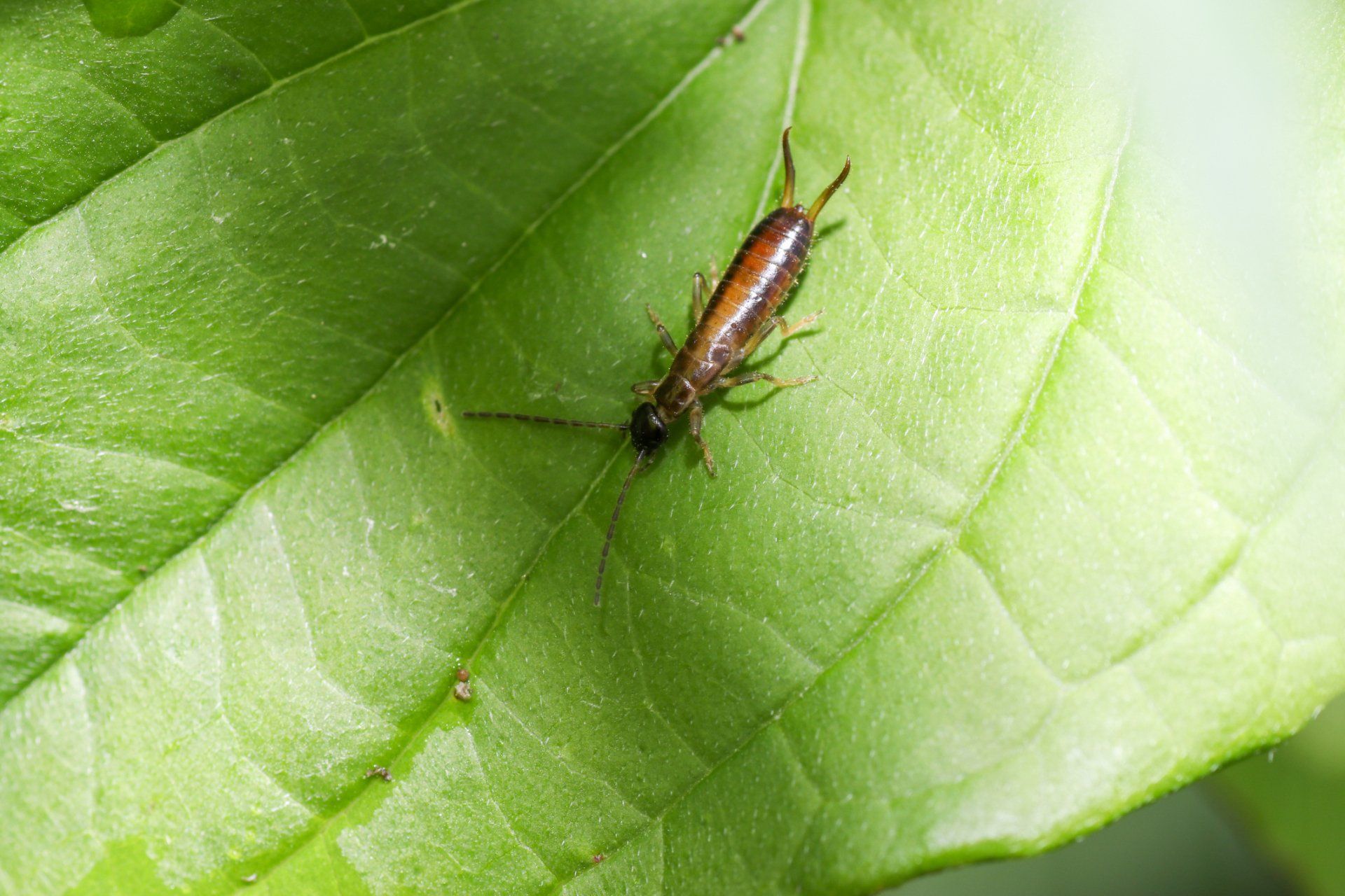 Earwigs On The Leaf - Merced, CA - Gecko Pest & Landscape Management
