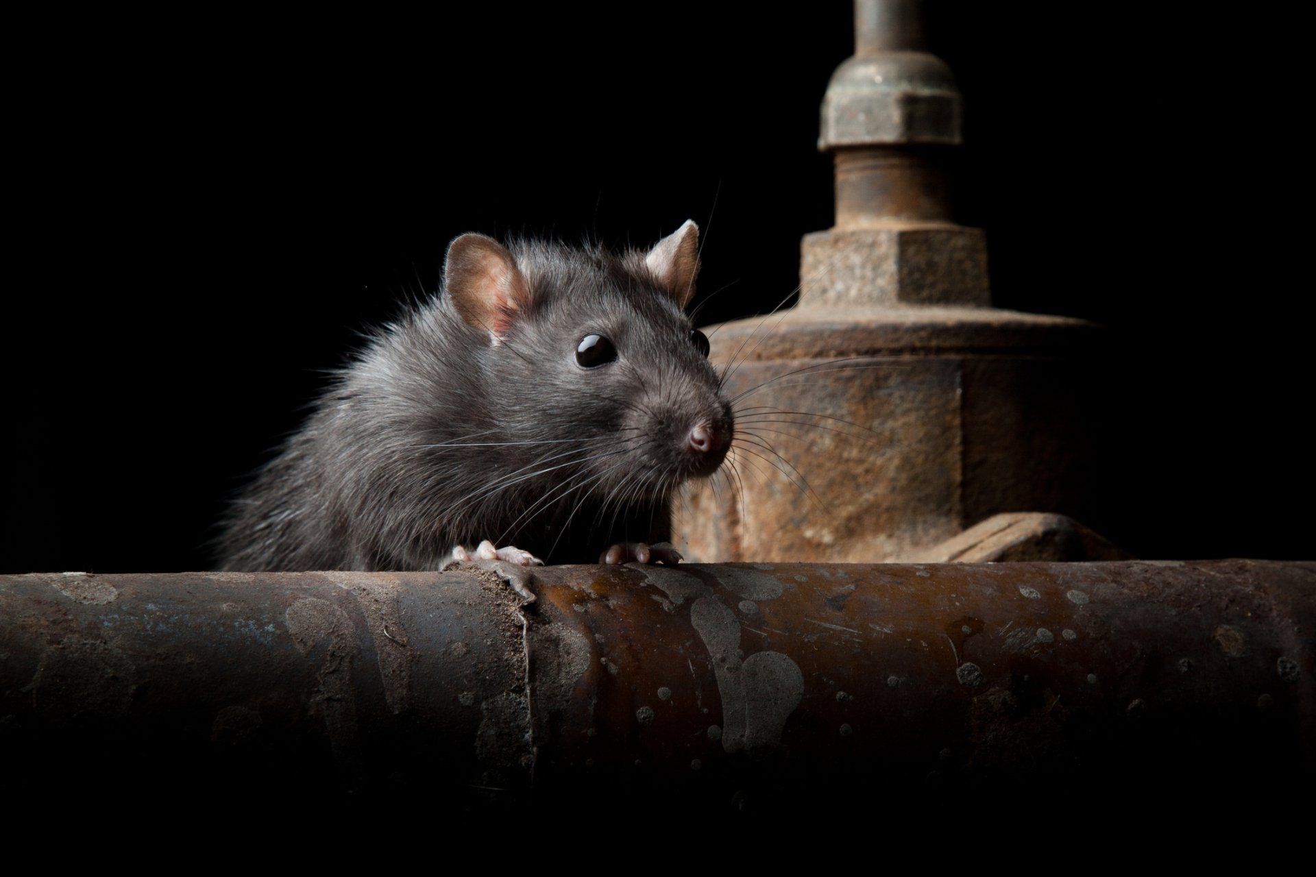 Rat - Merced, CA - Gecko Pest & Landscape Management