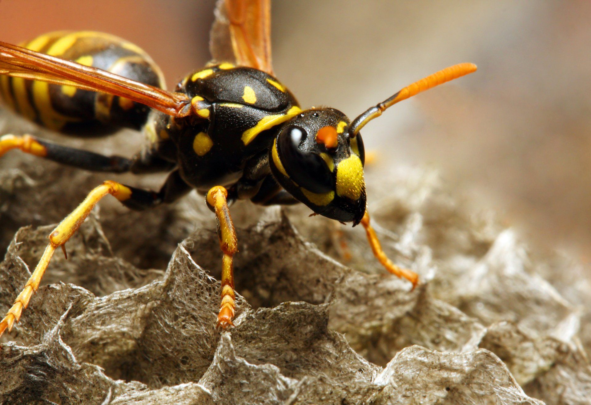 Common Wasps - Merced, CA - Gecko Pest & Landscape Management