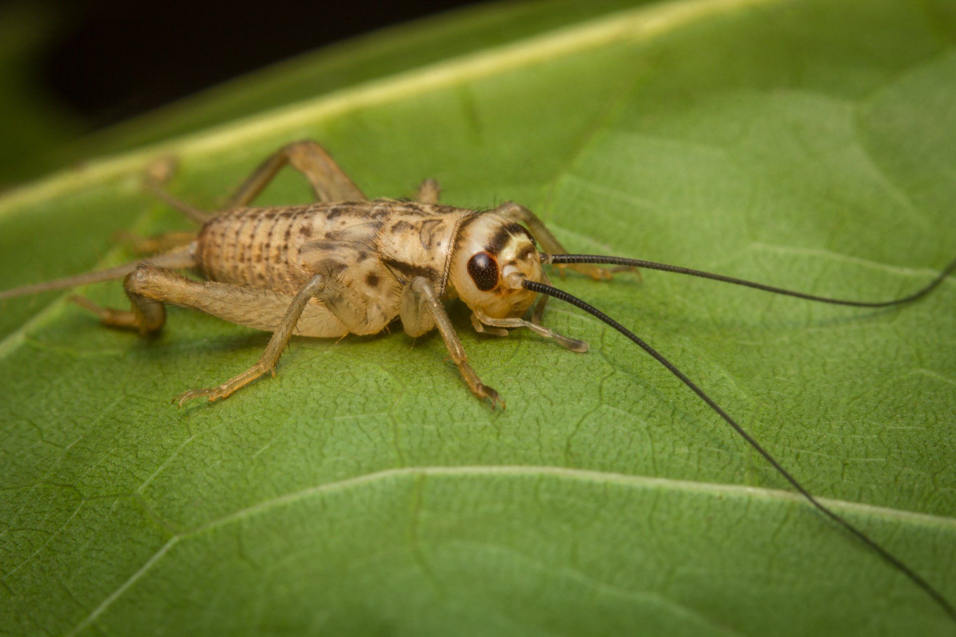 The Meadow Grasshopper Crawling On Green Leaf - Merced, CA - Gecko Pest & Landscape Management